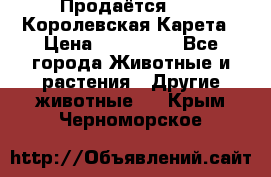 Продаётся!     Королевская Карета › Цена ­ 300 000 - Все города Животные и растения » Другие животные   . Крым,Черноморское